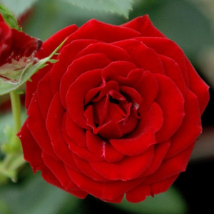 Roșu - trandafiri miniatur - pitici